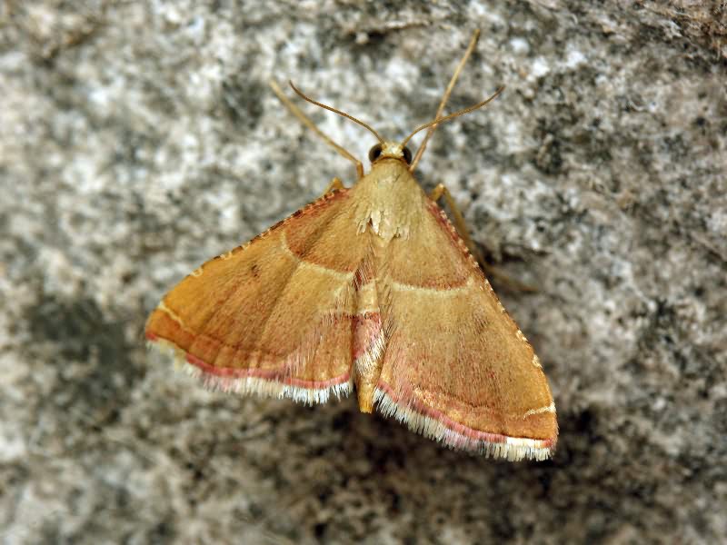 Endotricha flammealis (Denis & Schiffermüller, 1775)